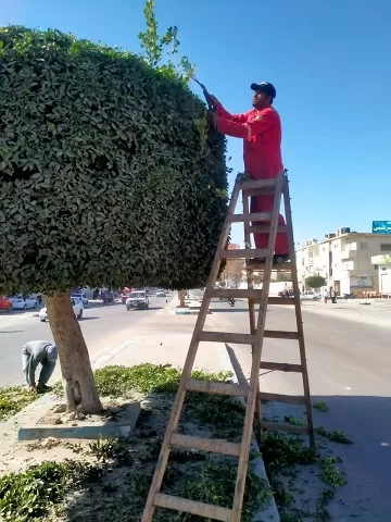 مطروح تتزين لشم النسيم: حملات نظافة وتجميل شاملة للحدائق العامة 2 - جريدة الجمهورية 2 180 - جريدة الجمهورية