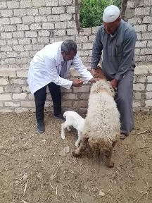 حملة ناجحة في الشرقية: تحصين أكثر من 451 ألف رأس ماشية ضد «الحمى القلاعية» و«الوادي المتصدع» 3 - جريدة الجمهورية 3 207 - جريدة الجمهورية