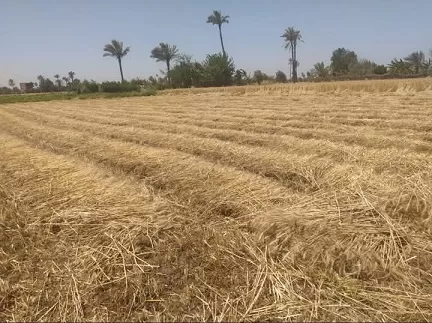 «الشرقية» تتجاوز 109 آلاف طن في توريد القمح لصوامعها وشونها 3 - جريدة الجمهورية 3 293 - جريدة الجمهورية