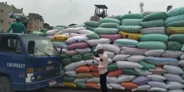 موسم حصاد وفير في «كفر الشيخ»: توريد أكثر من 28 ألف طن من القمح