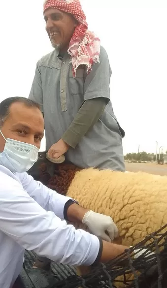 قافلة بيطرية مجانية تخدم حيوانات أهالي أولاد أبو عميرة بمطروح 6 - جريدة الجمهورية 6 25 - جريدة الجمهورية