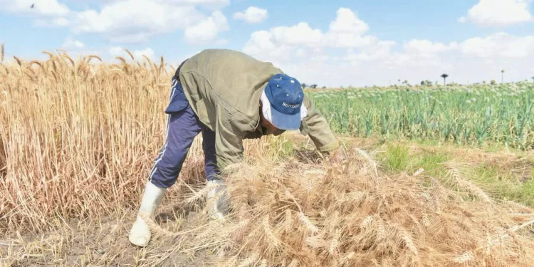 وزير التموين: 420 نقطة تجميع.. ومستحقات المزارعين خلال 48 ساعة 1 - جريدة الجمهورية ضبط مركز تعليمى وهمى يمنح شهادات مزورة بمدينة نصر