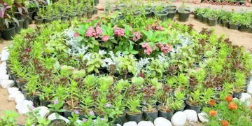 الزمالك يرفض الحلول الودية مع «زيزو»