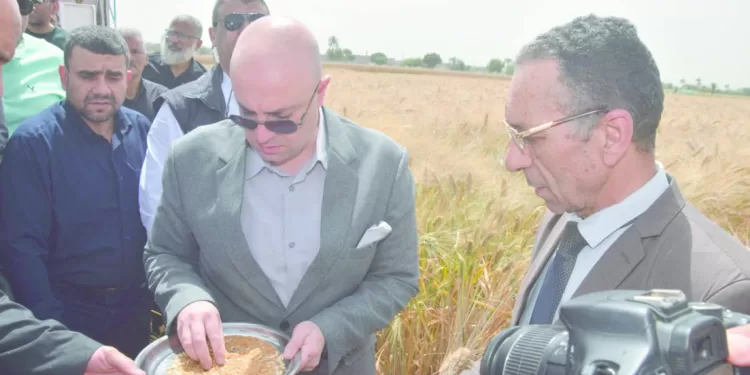 51 ألف طن من الذهب الأصفر بأسوان والشرقية 1 - جريدة الجمهورية قائمة استبعاد فى الزمالك!