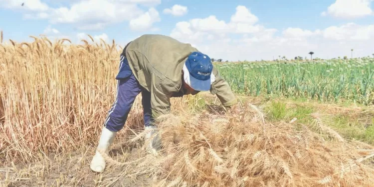 الذهب الأصفر .. نوَّرت يا قمح النيل: موسم الحصاد يبدأ ١٥ أبريل.. والصوامع جاهزة