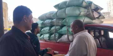 بدء توريد محصول القمح بكفر الشيخ