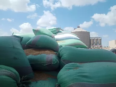 بني سويف: توريد 47 ألف طن قمح محلي منذ بداية موسم الحصاد 3 - جريدة الجمهورية 1 25 - جريدة الجمهورية