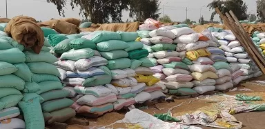 كفر الشيخ: توريد يتجاوز 48 ألف طن من القمح المحلي منذ بداية الموسم 2 - جريدة الجمهورية 1 27 - جريدة الجمهورية