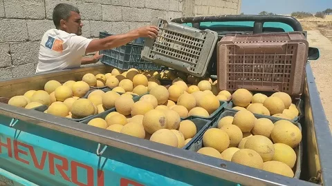 بسواعد أبناء «قرية الخروبة».. مبادرة محلية تنجح في تزيين القرية بالزراعة والمساحات الخضراء 11 - جريدة الجمهورية 10 44 - جريدة الجمهورية