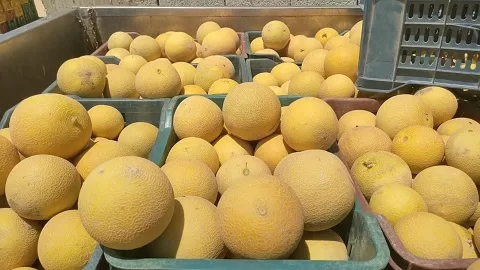 بسواعد أبناء «قرية الخروبة».. مبادرة محلية تنجح في تزيين القرية بالزراعة والمساحات الخضراء 12 - جريدة الجمهورية 11 38 - جريدة الجمهورية