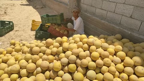 بسواعد أبناء «قرية الخروبة».. مبادرة محلية تنجح في تزيين القرية بالزراعة والمساحات الخضراء 13 - جريدة الجمهورية 12 33 - جريدة الجمهورية