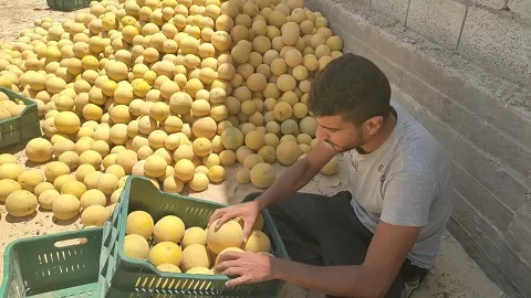 بسواعد أبناء «قرية الخروبة».. مبادرة محلية تنجح في تزيين القرية بالزراعة والمساحات الخضراء 14 - جريدة الجمهورية 13 31 - جريدة الجمهورية
