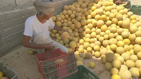 بسواعد أبناء «قرية الخروبة».. مبادرة محلية تنجح في تزيين القرية بالزراعة والمساحات الخضراء 15 - جريدة الجمهورية 14 21 - جريدة الجمهورية