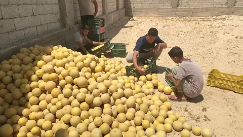 بسواعد أبناء «قرية الخروبة».. مبادرة محلية تنجح في تزيين القرية بالزراعة والمساحات الخضراء 6 - جريدة الجمهورية 15 15 - جريدة الجمهورية