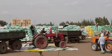 كفر الشيخ: توريد يتجاوز 48 ألف طن من القمح المحلي منذ بداية الموسم