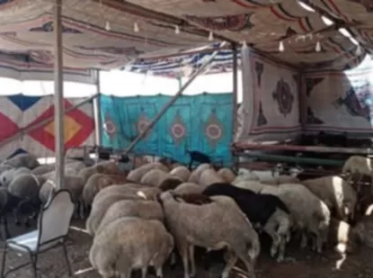 «الإسكندرية» تطلق مبادرة ذبائح العيد المجانية بالمجازر الحكومية للحفاظ على البيئة 3 - جريدة الجمهورية 2 234 - جريدة الجمهورية