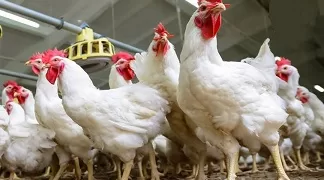 لا داعي للقلق.. «الصحة» و«الزراعة» تنفيان انتشار وباء بين الدواجن