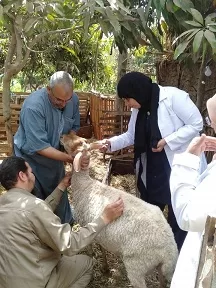 بيطري المنوفية يعلن: تحصين 350 ألف رأس ماشية ضد الحمى القلاعية والوادي المتصدع 3 - جريدة الجمهورية 3 110 - جريدة الجمهورية