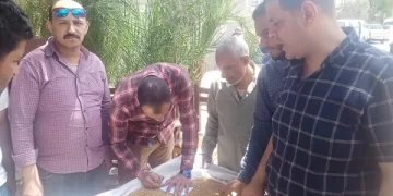 بني سويف: توريد 47 ألف طن قمح محلي منذ بداية موسم الحصاد