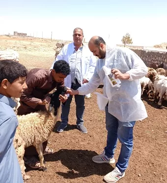 قافلة بيطرية مجانية في السلوم.. خطوة نحو تنمية الثروة الحيوانية 3 - جريدة الجمهورية 3 3 - جريدة الجمهورية
