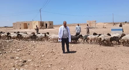 قافلة بيطرية مجانية في السلوم.. خطوة نحو تنمية الثروة الحيوانية 4 - جريدة الجمهورية 4 2 - جريدة الجمهورية