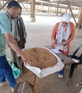 الجيزة: 66 ألف طن من القمح تم توريدها في أولى مراحل موسم الحصاد 2 - جريدة الجمهورية 4 65 - جريدة الجمهورية