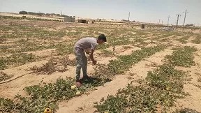 بسواعد أبناء «قرية الخروبة».. مبادرة محلية تنجح في تزيين القرية بالزراعة والمساحات الخضراء 7 - جريدة الجمهورية 5 172 - جريدة الجمهورية