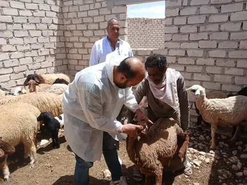 قافلة بيطرية مجانية في السلوم.. خطوة نحو تنمية الثروة الحيوانية 6 - جريدة الجمهورية 6 1 - جريدة الجمهورية