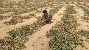 بسواعد أبناء «قرية الخروبة».. مبادرة محلية تنجح في تزيين القرية بالزراعة والمساحات الخضراء 8 - جريدة الجمهورية 6 130 - جريدة الجمهورية