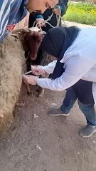 حملة مكثفة بالشرقية لتحصين 567 ألف رأس ماشية ضد الحمى القلاعية والوادي المتصدع 2 - جريدة الجمهورية 6 29 - جريدة الجمهورية