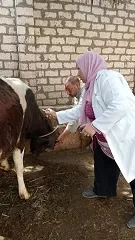 حملة مكثفة بالشرقية لتحصين 567 ألف رأس ماشية ضد الحمى القلاعية والوادي المتصدع 3 - جريدة الجمهورية 7 24 - جريدة الجمهورية