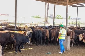 «التضامن الاجتماعي» تكثف استعداداتها لاستقبال عيد الأضحى المبارك 3 - جريدة الجمهورية 7 31 - جريدة الجمهورية