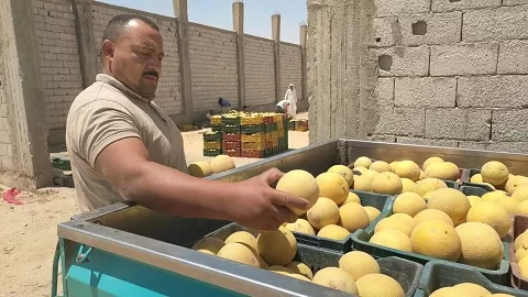 بسواعد أبناء «قرية الخروبة».. مبادرة محلية تنجح في تزيين القرية بالزراعة والمساحات الخضراء 5 - جريدة الجمهورية 8 84 - جريدة الجمهورية