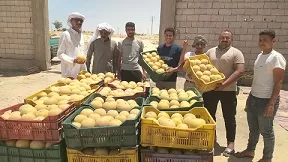 بسواعد أبناء «قرية الخروبة».. مبادرة محلية تنجح في تزيين القرية بالزراعة والمساحات الخضراء 10 - جريدة الجمهورية 9 55 - جريدة الجمهورية