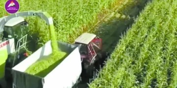 سموحة يستضيف «الطلائع».. وزد يواجه الاتحاد