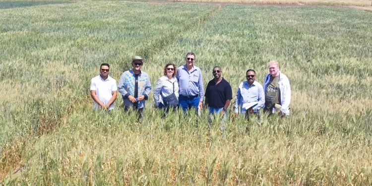 «البحوث الزراعية» تنضم إلى تحالف «كيدج» الدولي لدراسة الصفات الوراثية للمحاصيل