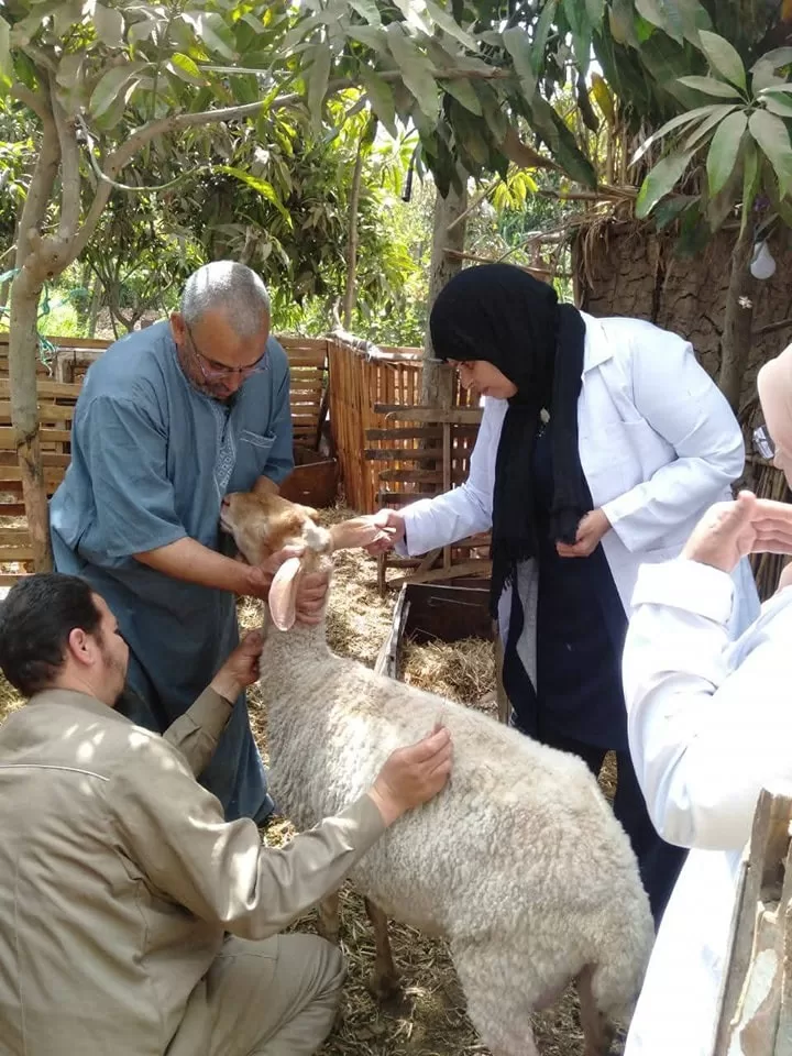 حملة مكثفة لحماية الثروة الحيوانية.. تحصين 331 ألف رأس ماشية في المنوفية 4 - جريدة الجمهورية WhatsApp Image 2025 05 07 at 2.57.19 PM 1 - جريدة الجمهورية