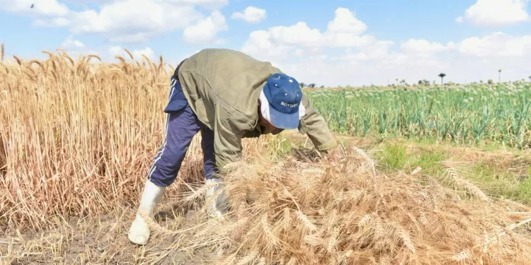 مصر تعزز مخزونها الاستراتيجي.. واردات القمح تقفز لـ14.2 مليون طن في 2024