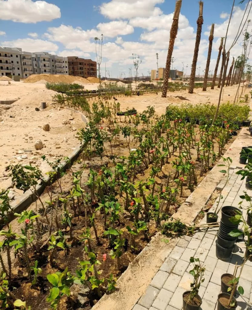 سوهاج الجديدة على خريطة المدن الخضراء.. زراعة 4000 شجرة وتطوير شبكات ري ضمن خطة التطوير 3 - جريدة الجمهورية WhatsApp Image 2025 05 24 at 1.27.33 PM 2 - جريدة الجمهورية
