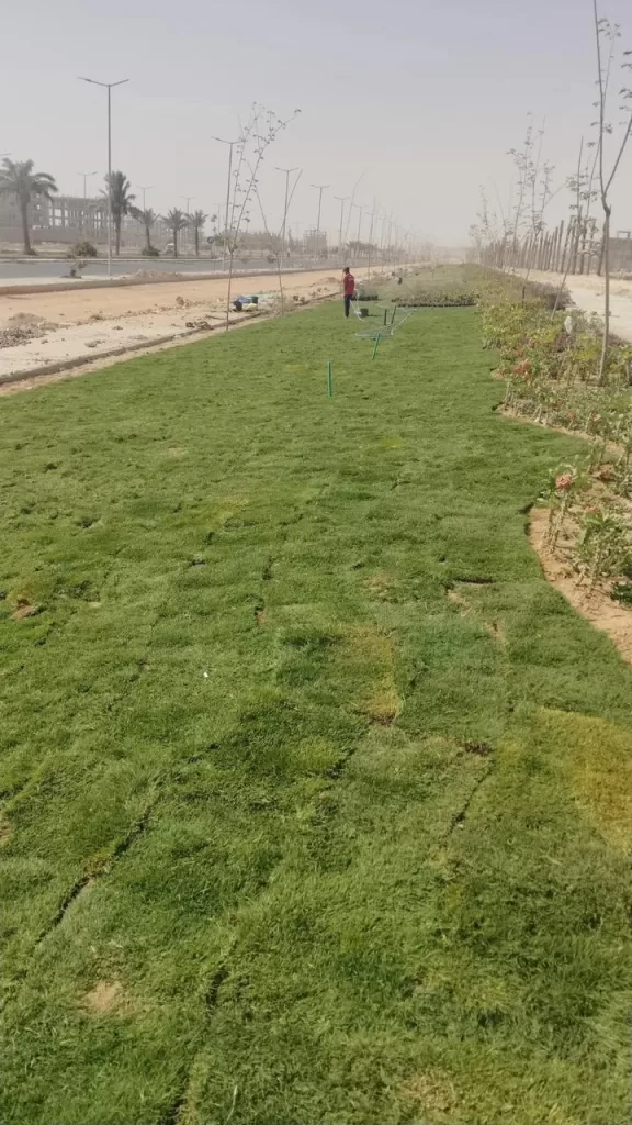 سوهاج الجديدة على خريطة المدن الخضراء.. زراعة 4000 شجرة وتطوير شبكات ري ضمن خطة التطوير 2 - جريدة الجمهورية WhatsApp Image 2025 05 24 at 1.27.33 PM - جريدة الجمهورية