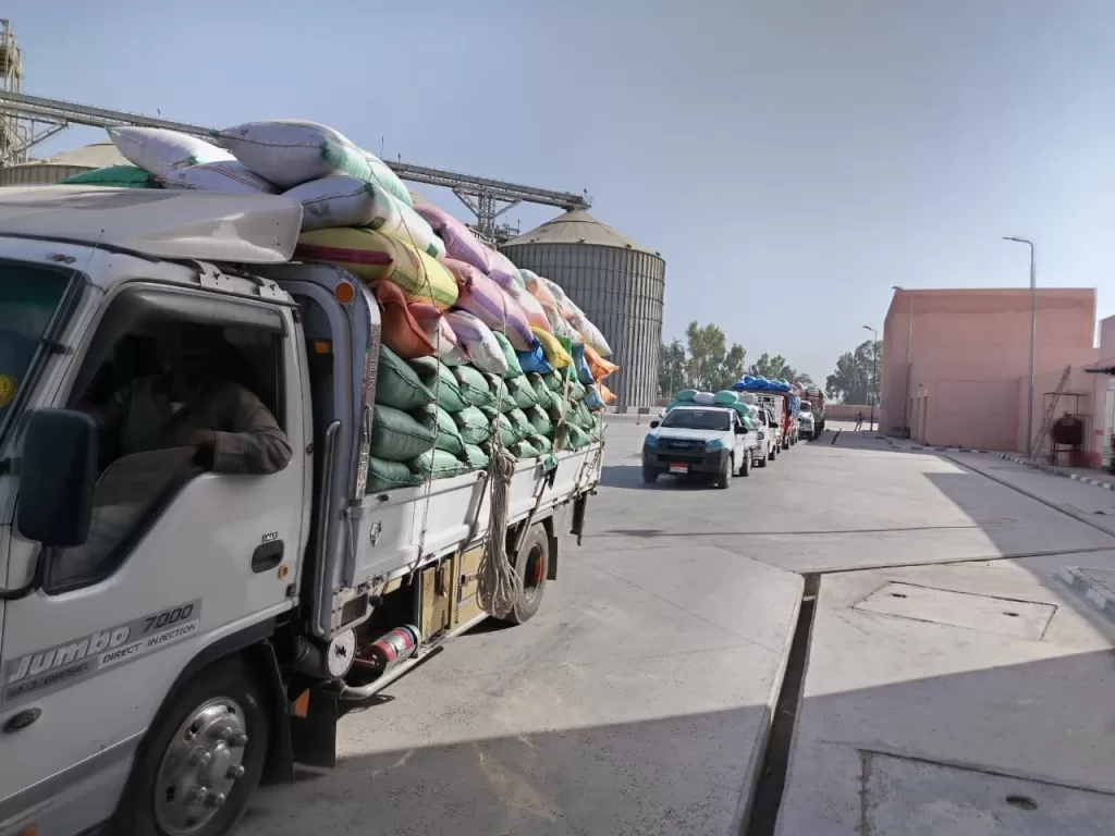 توريد 268 ألف طن قمح بشون وصوامع البحيرة 2 - جريدة الجمهورية WhatsApp Image 2025 05 24 at 4.13.30 PM - جريدة الجمهورية