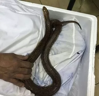 «الزراعة» تُحبط محاولة تهريب عشرات الزواحف النادرة بمطار القاهرة الدولي 3 - جريدة الجمهورية 3 93 - جريدة الجمهورية