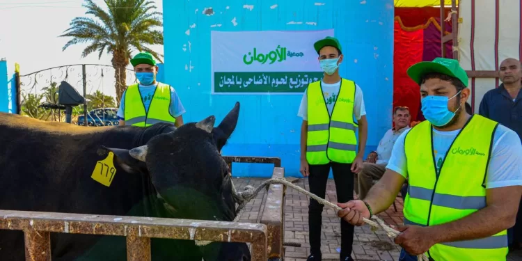 الشرقية.. الاستعداد لتوزيع لحوم 45 عجلًا للمستحقين في عيد الأضحى 1 - جريدة الجمهورية نحر الأضاحي وتوزيعها على الأسر الأولى بالشرقية
