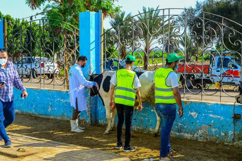 الشرقية.. الاستعداد لتوزيع لحوم 45 عجلًا للمستحقين في عيد الأضحى 2 - جريدة الجمهورية 5 18 - جريدة الجمهورية