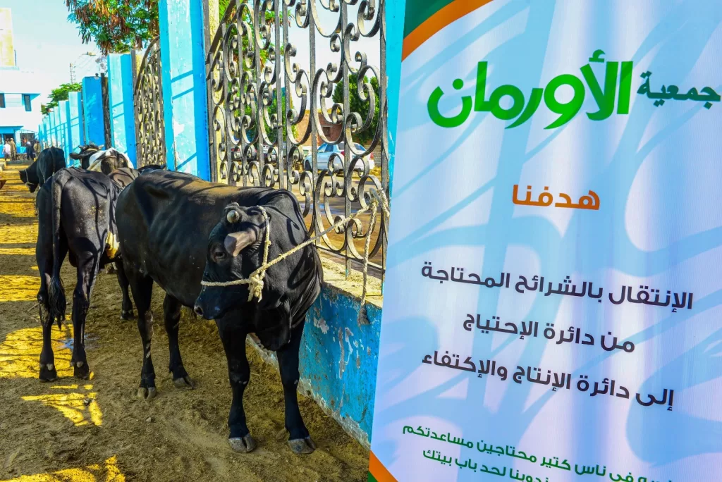 الشرقية.. الاستعداد لتوزيع لحوم 45 عجلًا للمستحقين في عيد الأضحى 3 - جريدة الجمهورية 6 11 - جريدة الجمهورية