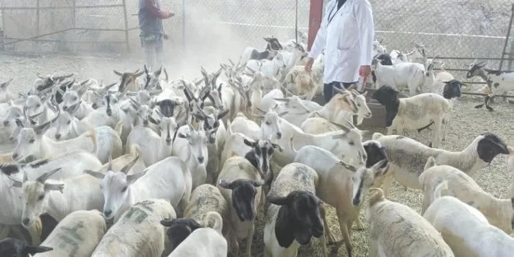 إعداد ساحات للصلاة.. والتأكد من جاهزية المستشفيات والحدائق والمتنزهات 1 - جريدة الجمهورية موسم «الألقاب الأولى».. كرويًا