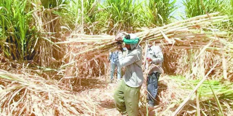 صدام بين «ماييلى» وبيراميدز «الأناكوندا» يبتعد.. «صابر» يقترب من «ميت عقبة»