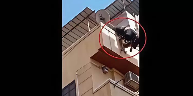 «عجل الأضحية» رفض الاستسلام للذبح.. وطار بصاحبه من السطح جثة هامدة