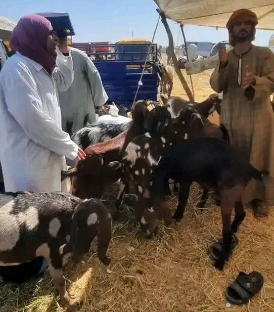 الطب البيطري يشدد قبضته على أسواق الماشية بالإسماعيلية قبل عيد الأضحى 2 - جريدة الجمهورية WhatsApp Image 2025 06 01 at 9.55.57 PM 2 - جريدة الجمهورية