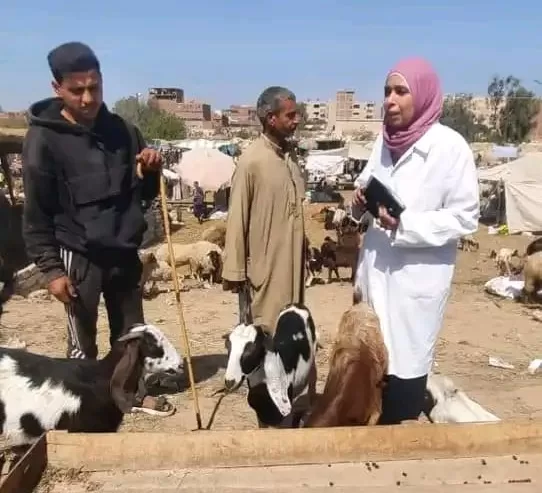 الطب البيطري يشدد قبضته على أسواق الماشية بالإسماعيلية قبل عيد الأضحى 4 - جريدة الجمهورية WhatsApp Image 2025 06 01 at 9.55.58 PM 1 - جريدة الجمهورية
